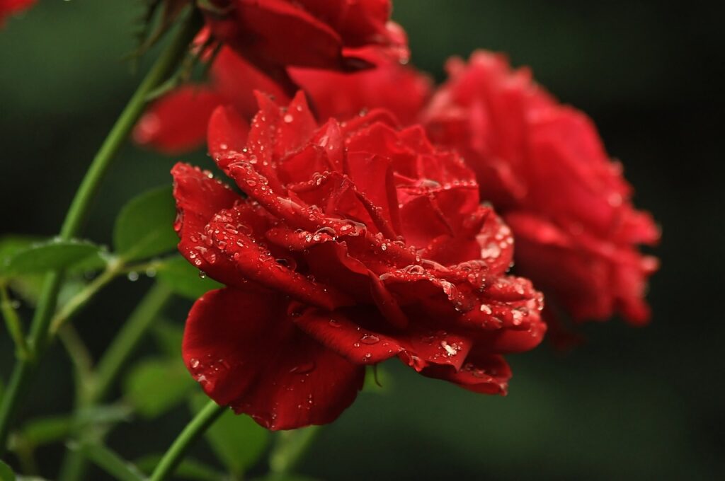 czerwone róże w ogrodzie - jak sadzić róże
