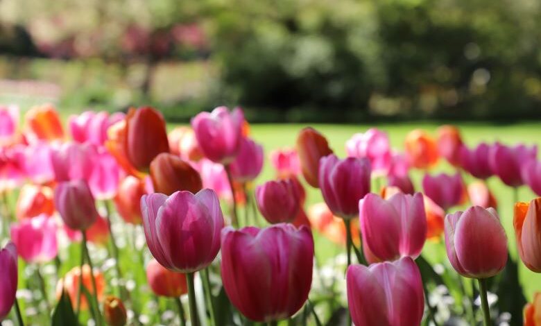 tulipany przesadzanie